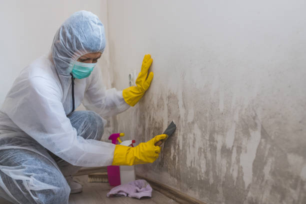 Burton, MI Mold Remediation Company